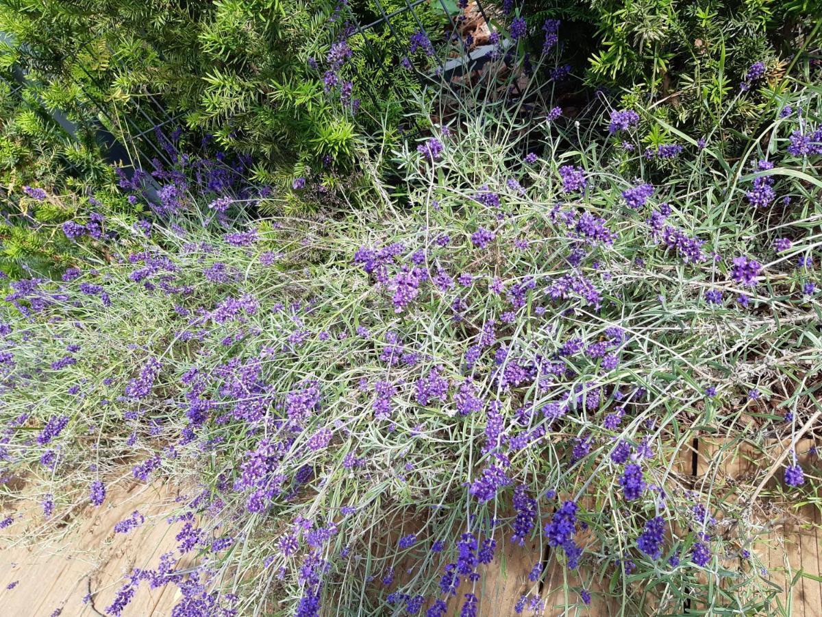 Sea Suite Garden & Pines Łukęcin 外观 照片